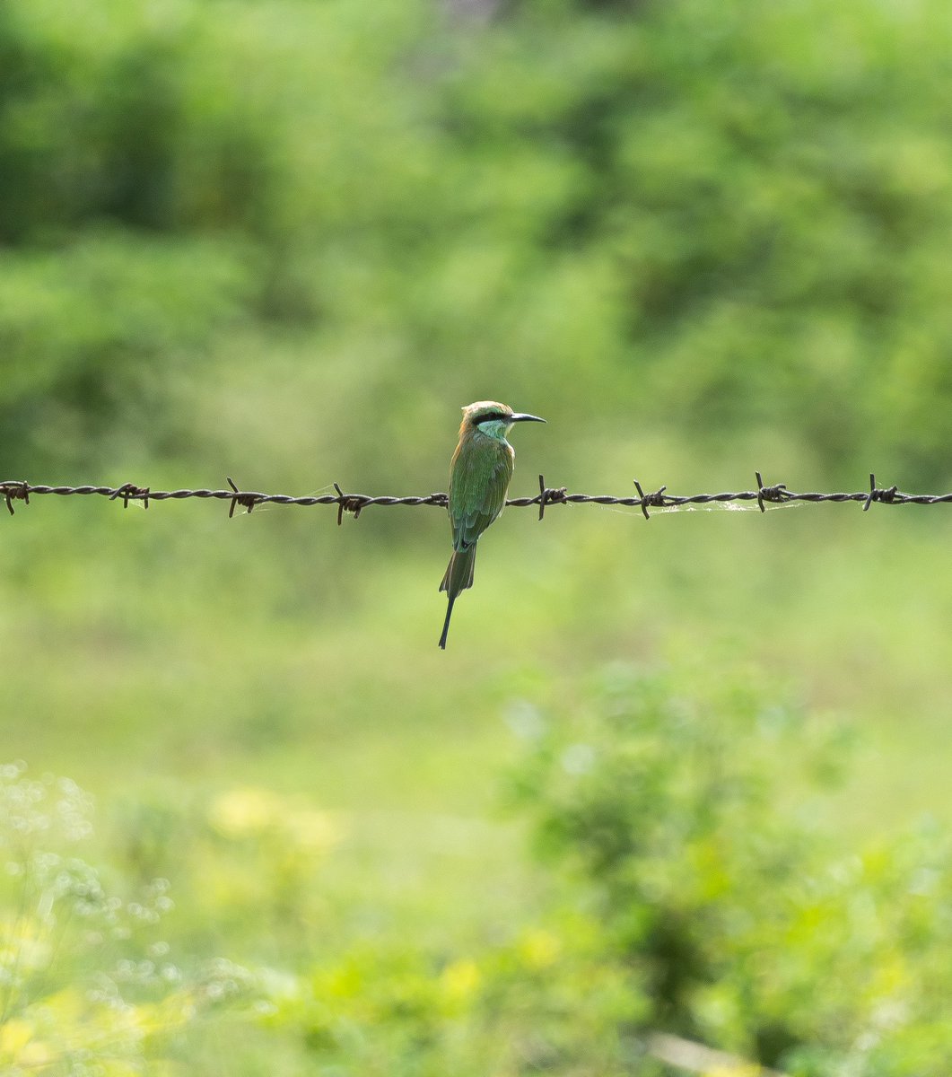 Green bee eaters, the winged versions of the Vodaphone pug… They’re there wherever you go…