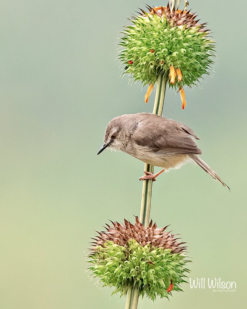 2wsphotography's tweet photo. A rather focused Tawny-flanked Prinia. Photographed at Masaka Wetland, on the eastern outskirts of #Kigali #Rwanda #BirdsSeenIn2023 https://t.co/A3YopZq06s