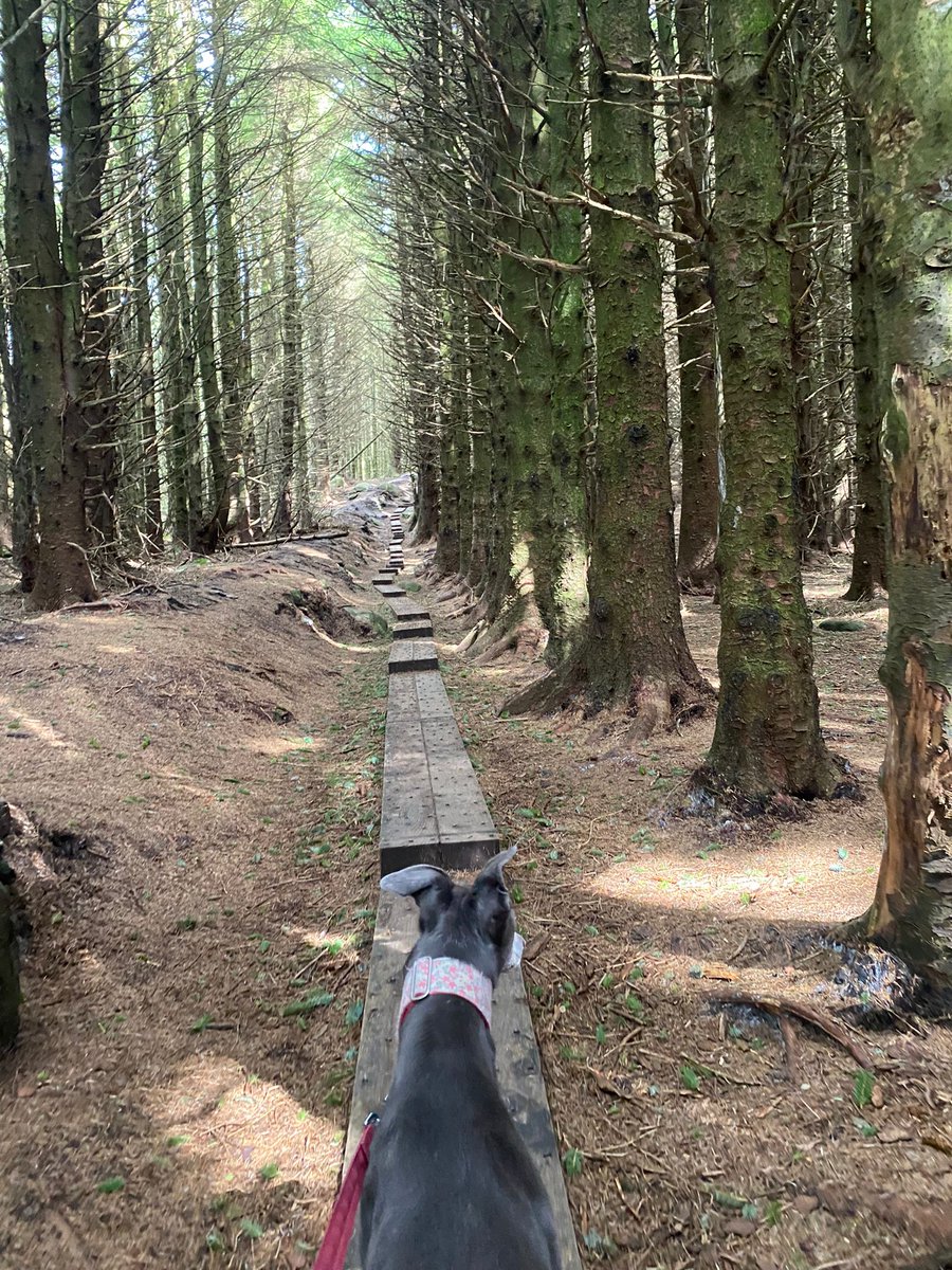 Walking rescue Greyhounds Nina Simone & Otis Redding at the stunning boardwalk at Ballinastoe Woods in Wicklow. Lough Tay (the Guinness Lake) is the view when you emerge from the forest. Best place in the world to live! #Ireland #Wicklow 💚☘️