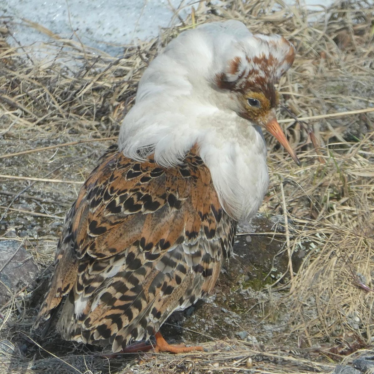 AlanDaviesbirds's tweet photo. Hope Sunday is super &amp; not Ruff! Watch birds, I mean just look, they are amazing. Be kind to everyone, we can all do this. #SundayMorning #sundayvibes #birdwatching #birds #Mindfulness #kind #birdphotography #birding #Norway https://t.co/gwJPCdHMPu