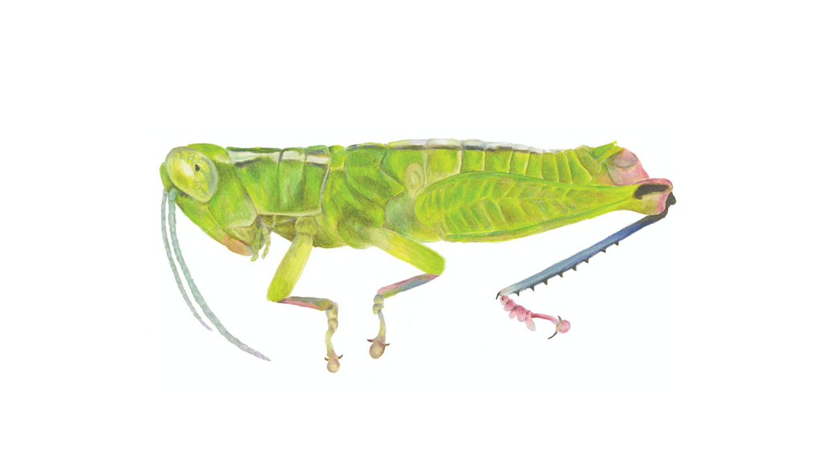 #NewSpecies!
New grasshopper from Florida just hopped in:

Floritettix phlox
Holotype: @msu_bug_museum

Treatment: treatment.plazi.org/id/27893934-AA…
Publication: doi.org/10.3897/jor.32…
@JoVonnH @OrthopteraR @entomologyArt @OrthopteraCH

#FAIRdata
#biodiversity #conservation #entomology