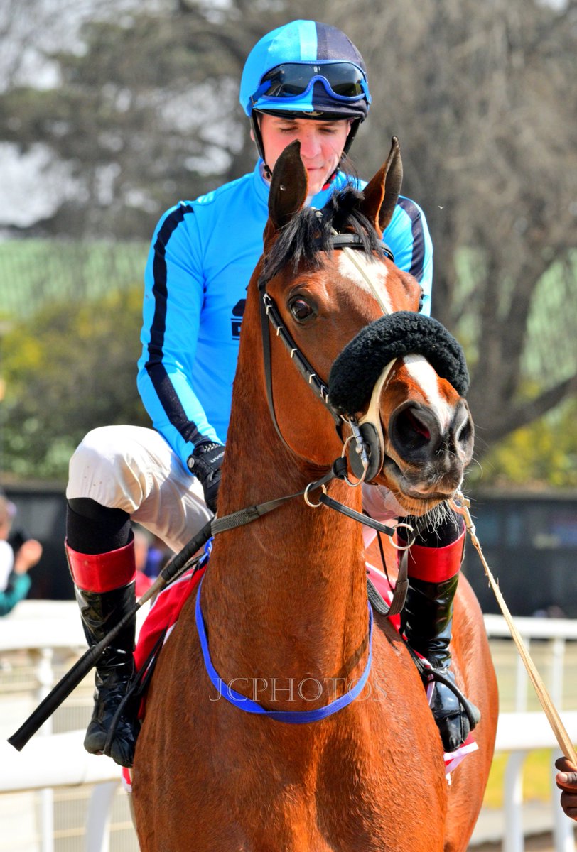 JC_Photos1's tweet photo. DJ Jazzy's beautiful My Lady Soul (3 B f Master Of My Fate🇿🇦 @varsfontein) finished 2nd in Race 1 @ the Big T yesterday.
@djjazzyd https://t.co/Ms3sVyXIzj