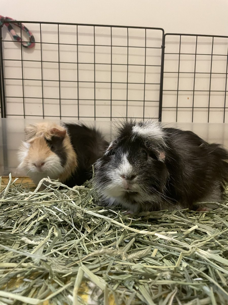 GuineaPig_Lemon's tweet photo. ❤️❤️
#GuineaPig #Love https://t.co/a4WcgofDoL