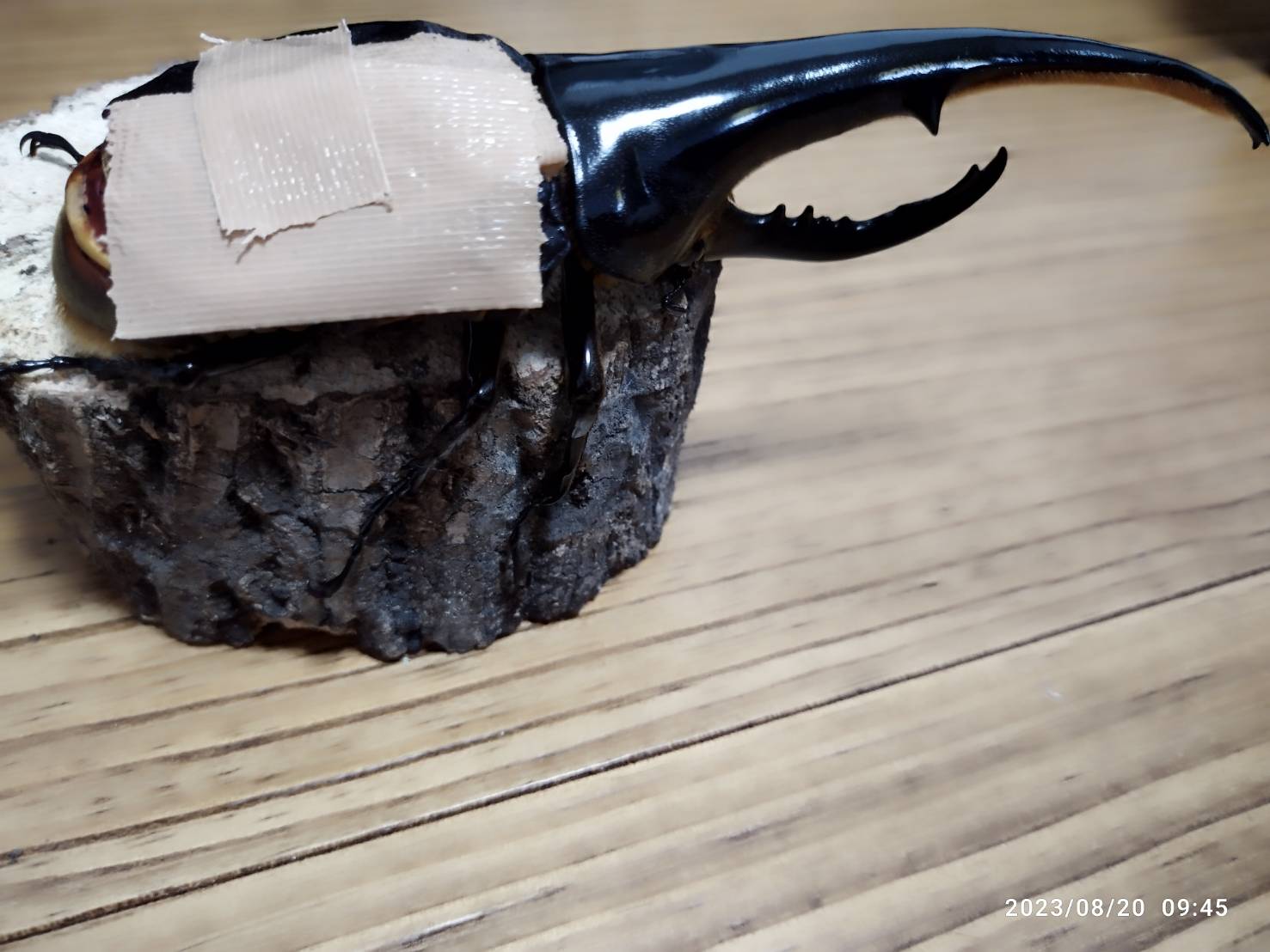 最強のカブトムシ☆クワガタマット作ってます 最強のカブトムシ☆クワガタマット作ってます
