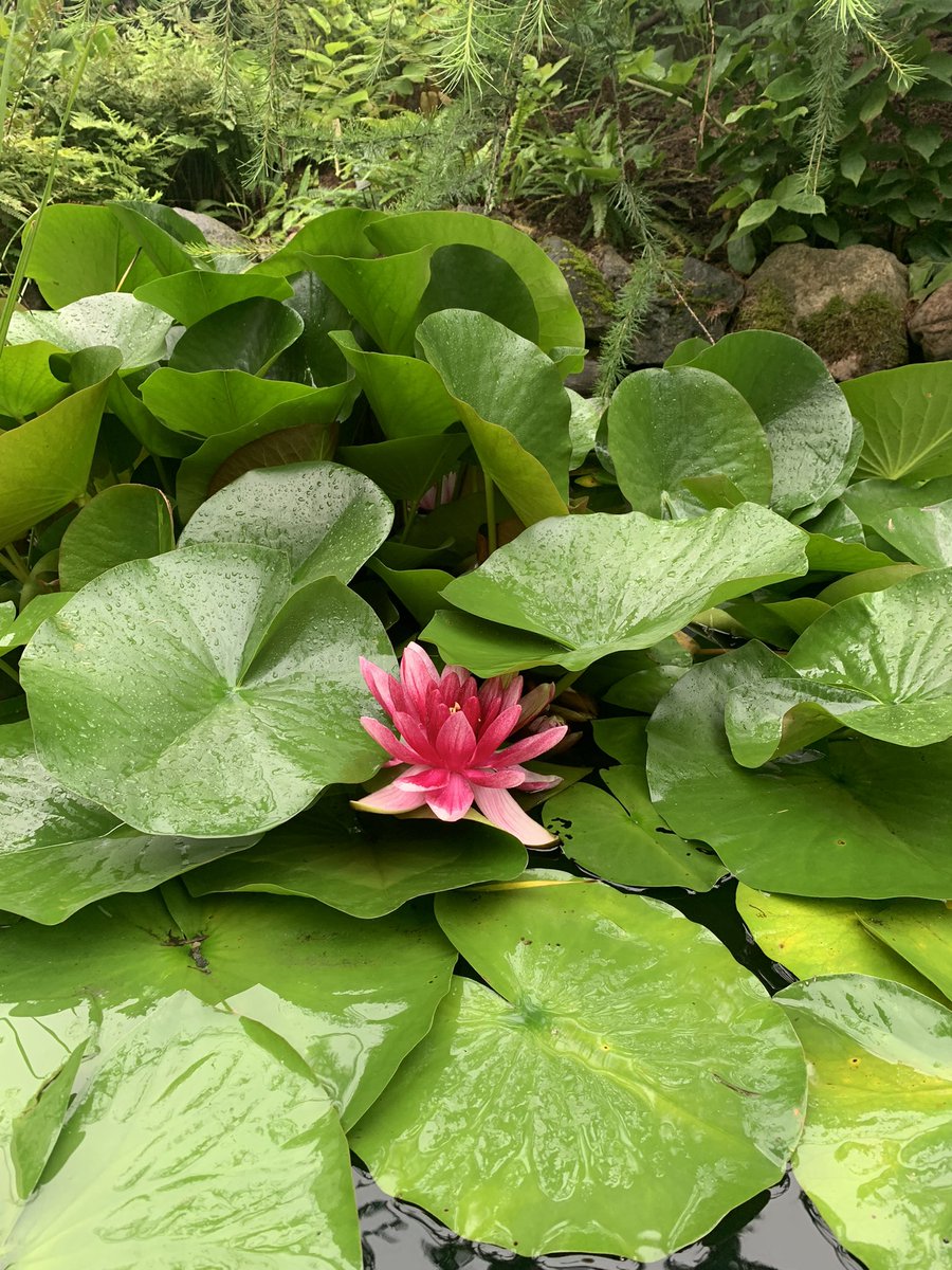 coddiepoc's tweet photo. Arrived in Tartu, Estonia for the @SAME17_Tartu conference! ๐ช๐ช Took a quick look in the botanical gardens yesterday ๐ชดโฒ๏ธ ๐ Looking forward to meeting everyone this evening at the registration and hearing all about some fantastic science! #SAME17 https://t.co/lF5zKMlTFk