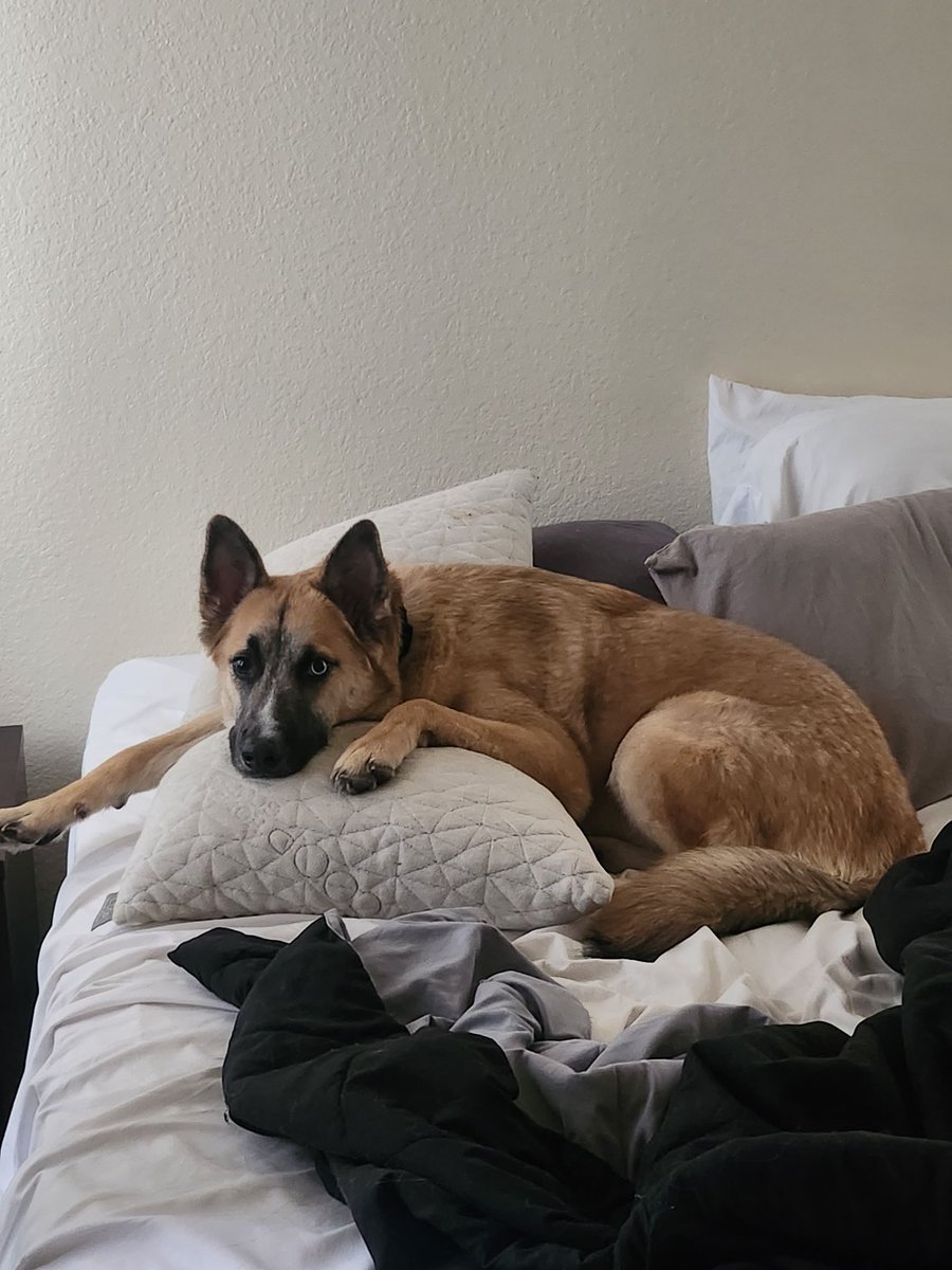 SevenIsGarbage's tweet photo. Working on an animation so you can look at my dog for now https://t.co/BoNWlYhyBp