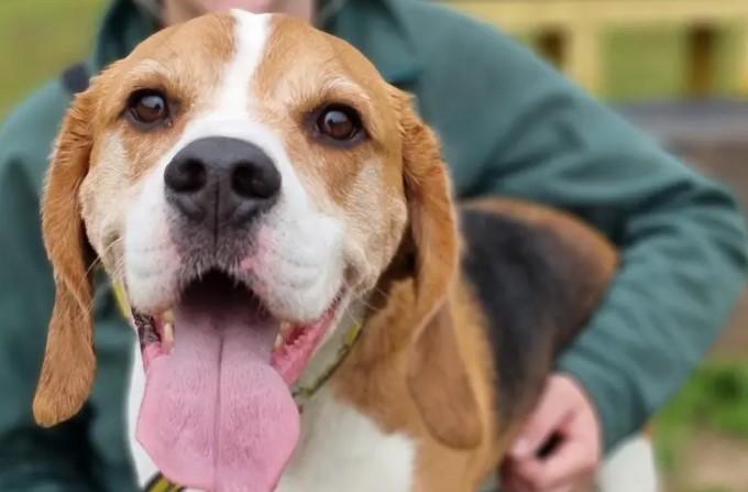 Four year-old Beagle Murphy is up for adoption for the second time at Snetterton Dogs Trust, in Norfolk and searching for forever home. greatyarmouthmercury.co.uk/news/23734230.…