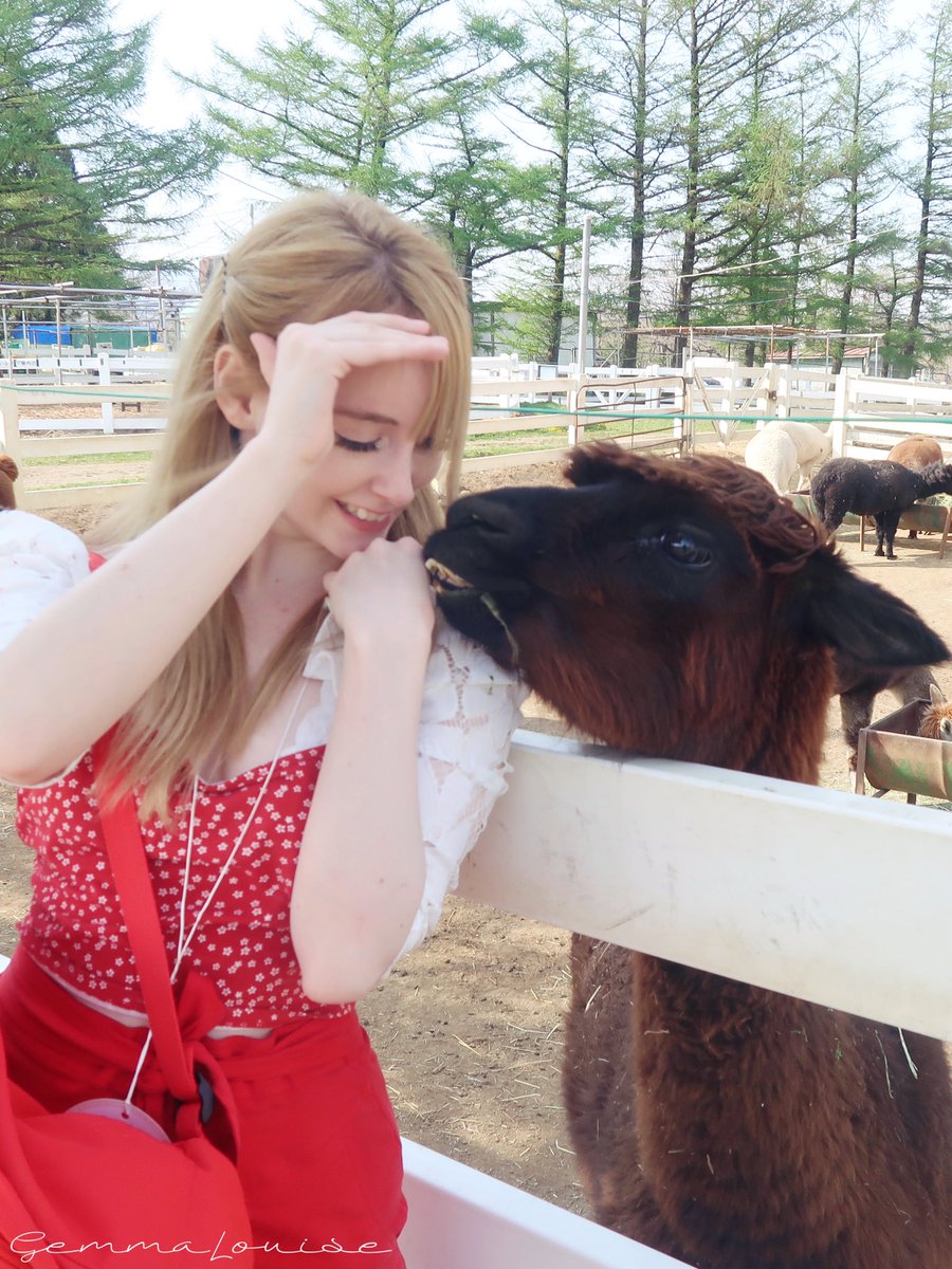 アルパカ🦙ラブラブ♥️笑 https://t.co/6DCqZsLznf