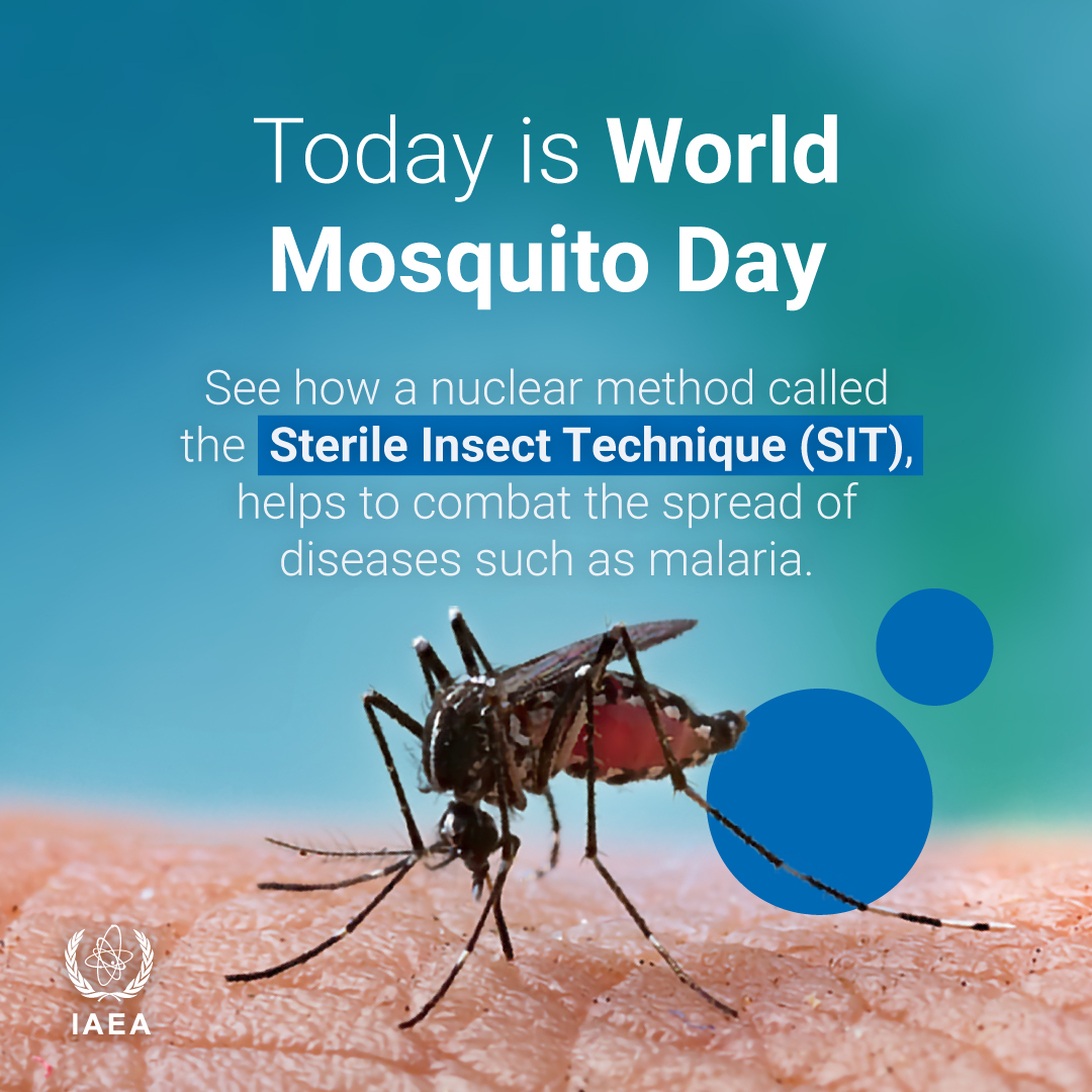 Today is #WorldMosquitoDay!  

This 🧵 explains how a nuclear technique called Sterile Insect Technique (SIT) helps to combat the spread of diseases such as malaria.