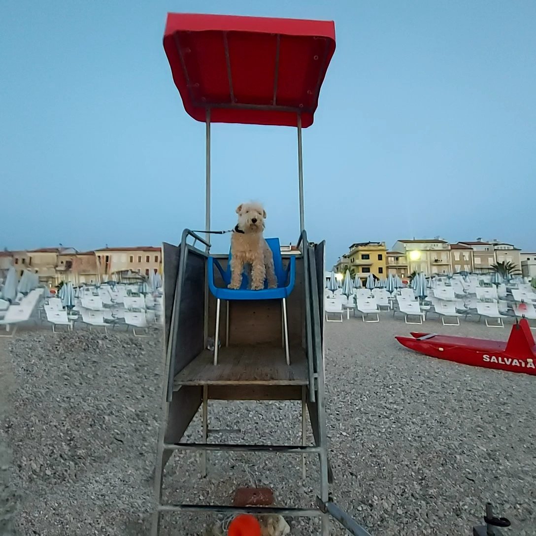 happyterrier's tweet photo. Long time no see!!! Swim well my dear pals, I'm here watching you all baywatch style  🐾⛱️🌊 Wilson https://t.co/5W9QwRAWbC