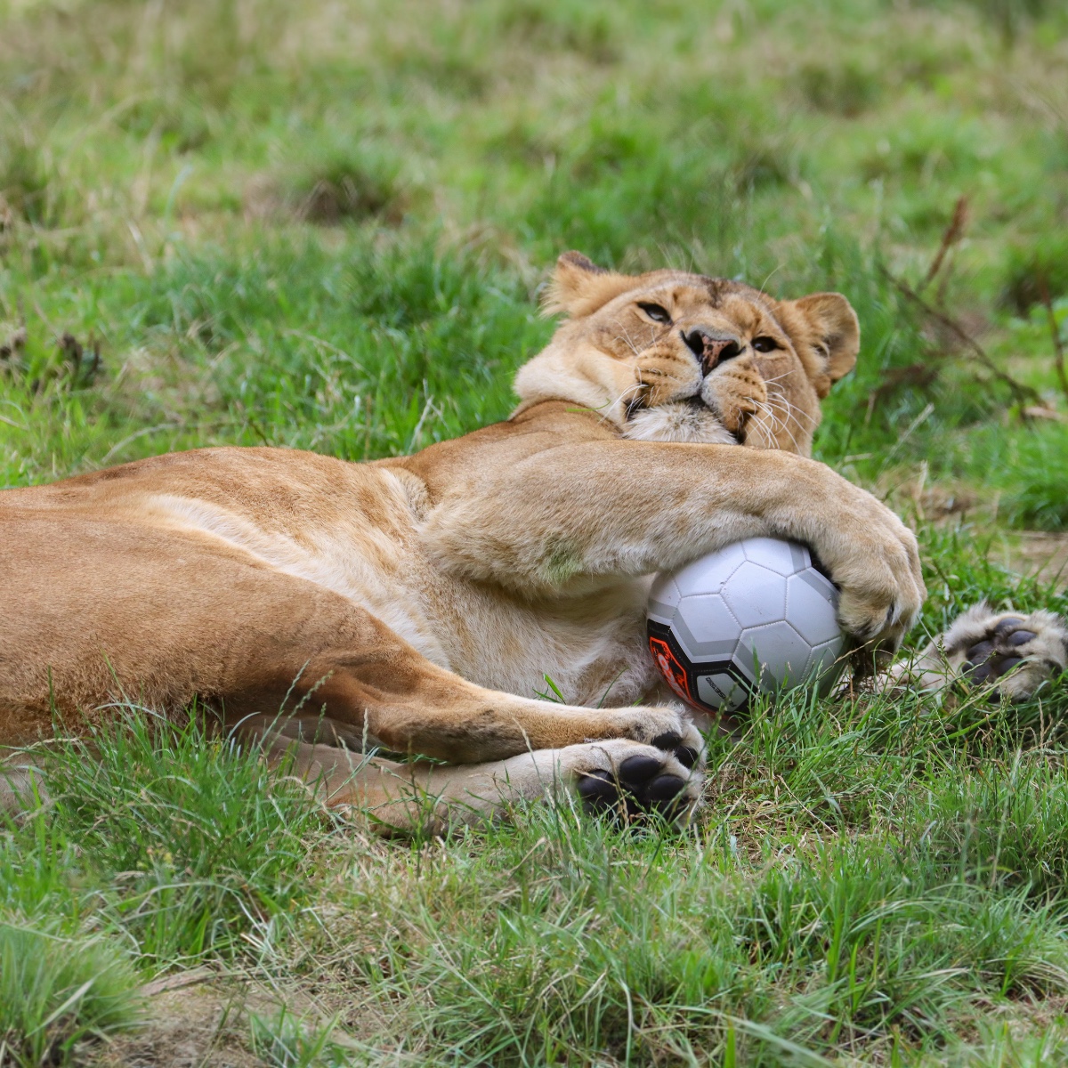 🤩 Wishing the Lionesses the best of luck from our Lionesses!  We will be roaring you on ⚽️ #Lionesses #FIFAWWC