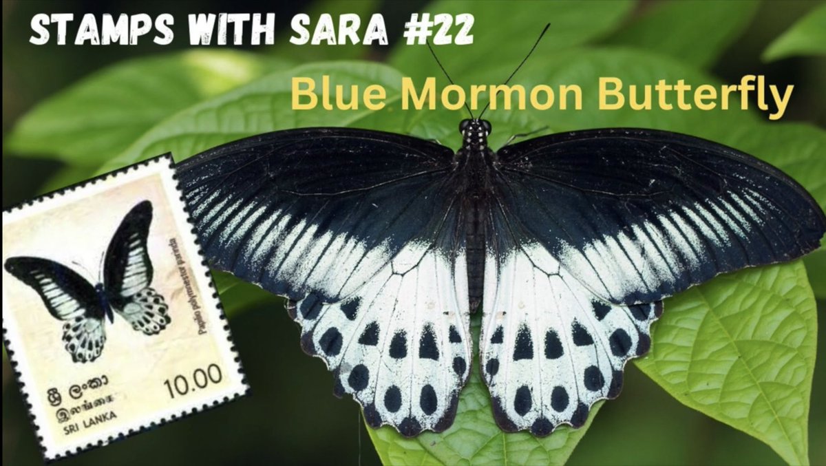 stampswith_sara's tweet photo. https://t.co/yTzbCMv2RM
Watch my new video about Blue Mormon butterfly.
#stampswith_sara #bluemormon #butterfly #stamps #collectingstamps https://t.co/PDoqX6AB8g