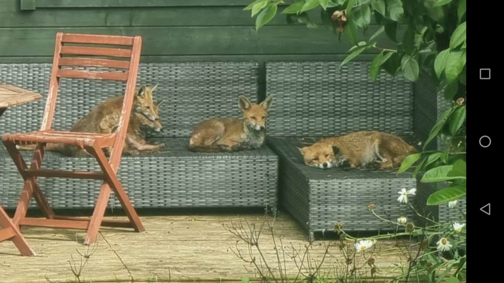 Garden visitors I wouldn't mind . . . Thank you @wardair1 for today's #FoxOfTheDay