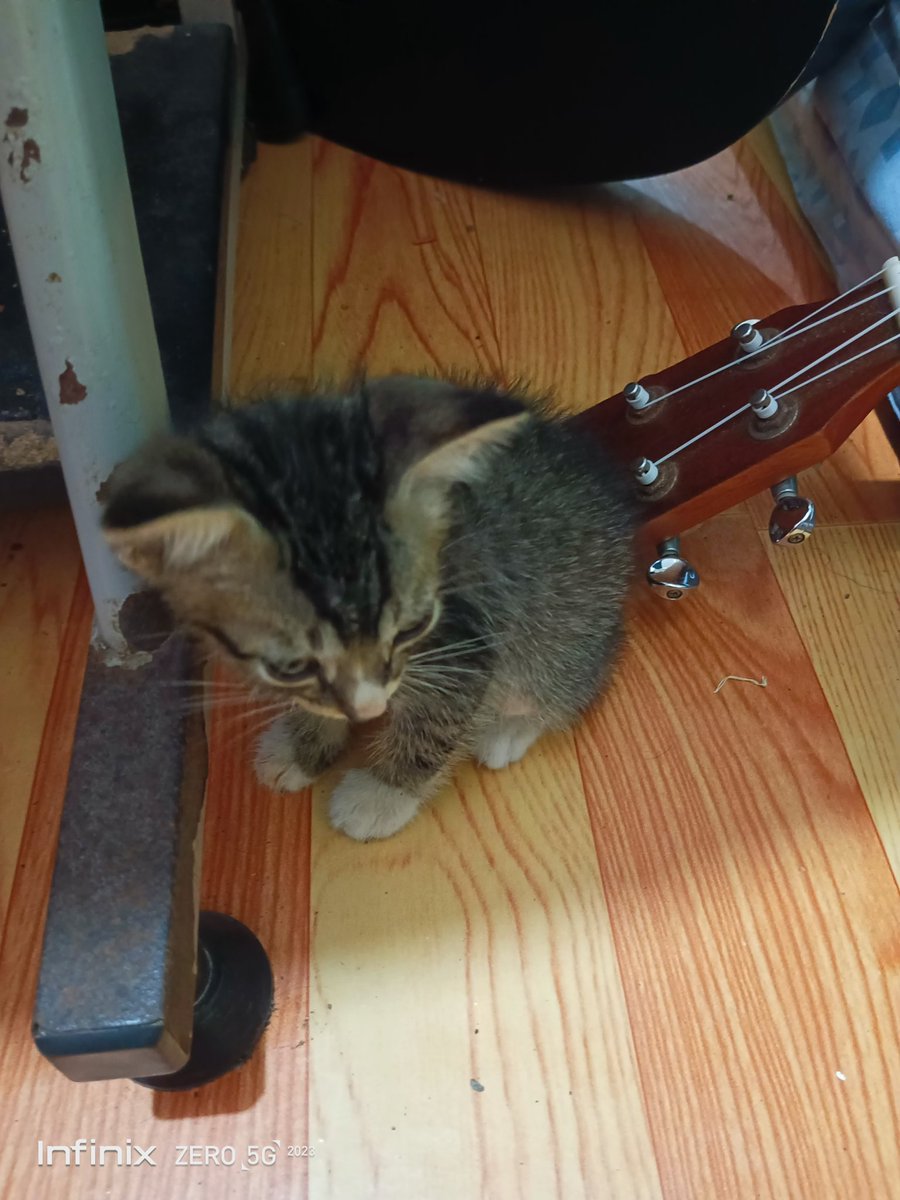 SZukafu's tweet photo. I GOT A KITTY , I WILL NAME HIM......

"KONEKO"🥹🤍🤍💙💙 https://t.co/DHmG9niNOt