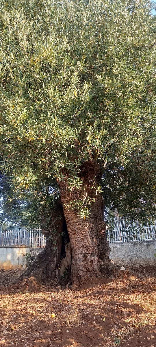 giannacianci1's tweet photo. Terra di Puglia 😍 https://t.co/Vm07YUSSIm