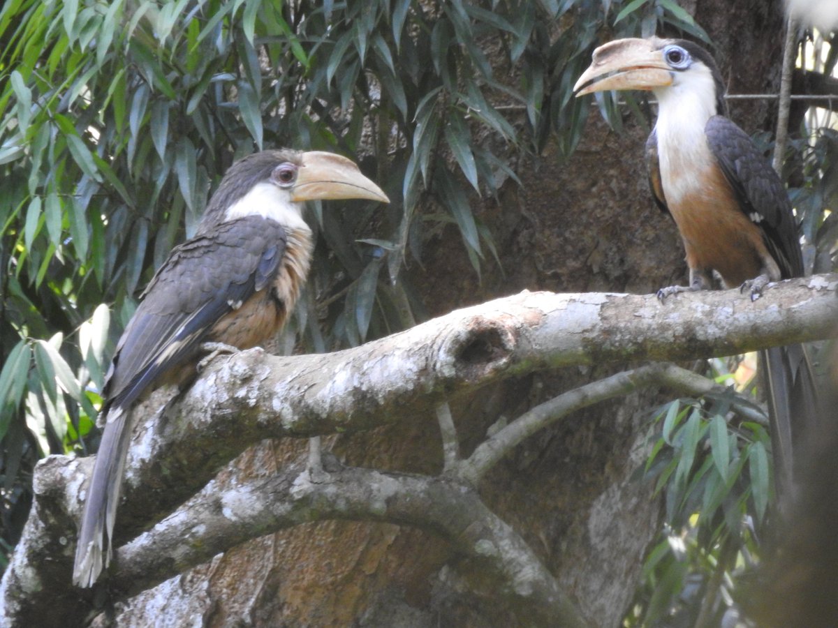 BhaskarJ_Bora's tweet photo. Hornbills are among few birds believed to be monogamous. Sharing a study on the cooperatively breeding White-throated Brown Hornbill. Through an act of cooperation, juvenile and sub-adult birds aid the breeding male in food provisioning and act as sentinels to protect nests. https://t.co/AQlvLeEJG5