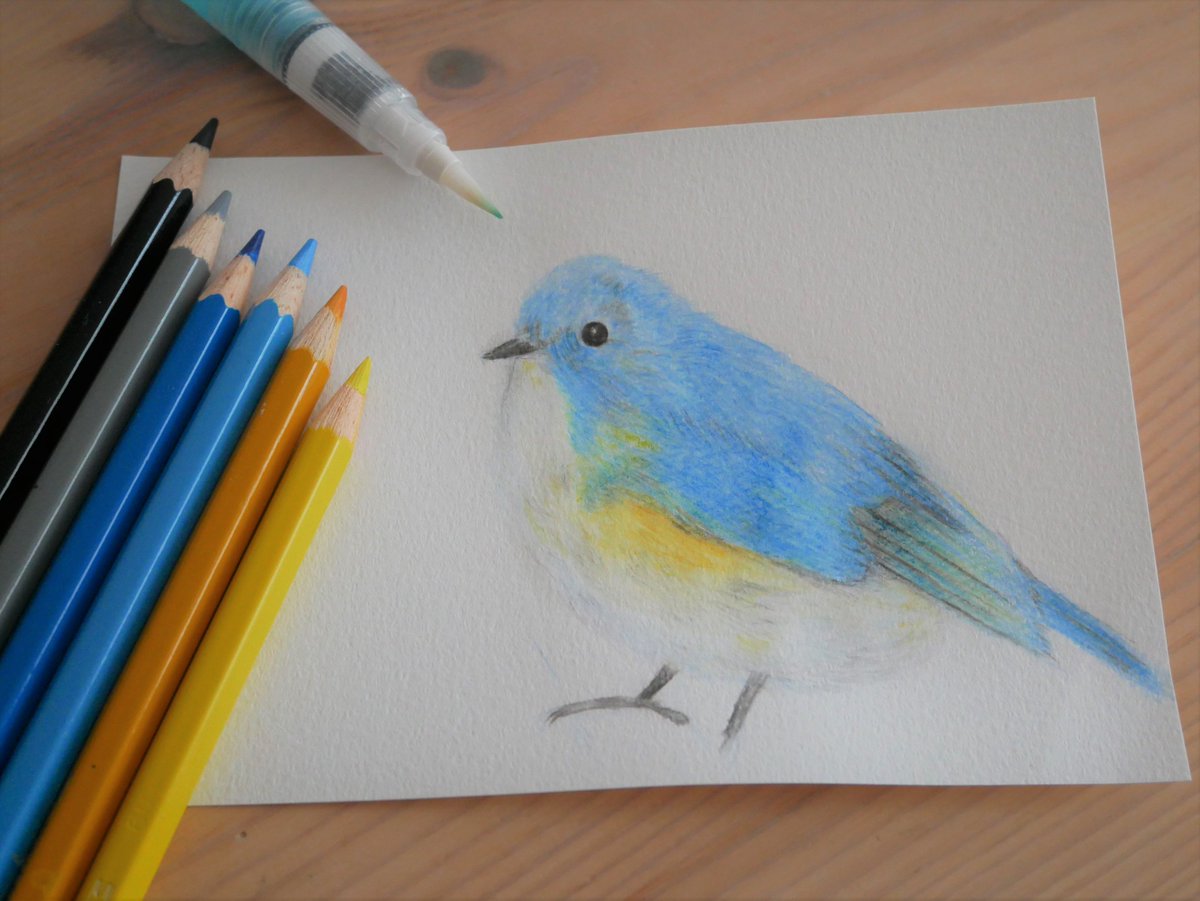 rays__smile's tweet photo. 水彩色鉛筆の練習中。お腹のふかふか感を大切にしながら青い鳥描いた。 https://t.co/HuZjPGZuGt