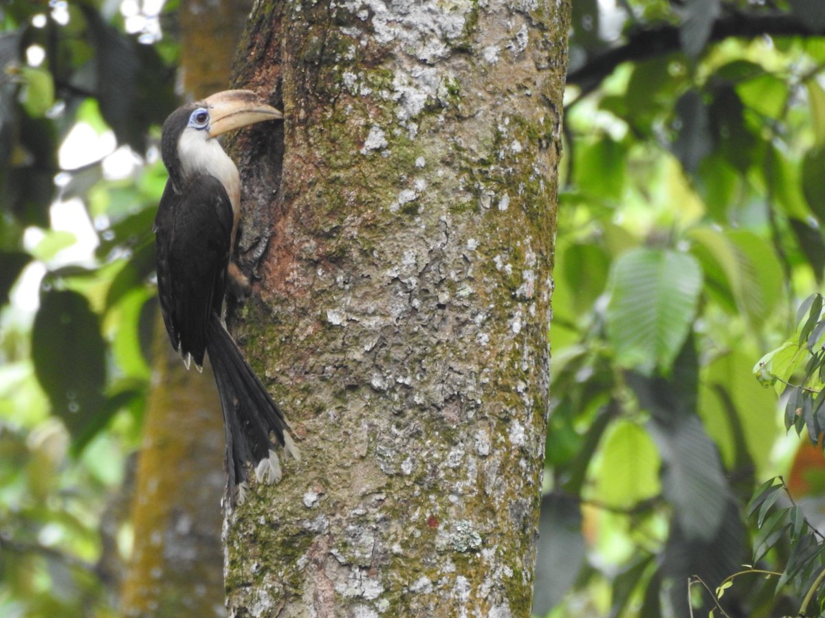 BhaskarJ_Bora's tweet photo. Hornbills are among few birds believed to be monogamous. Sharing a study on the cooperatively breeding White-throated Brown Hornbill. Through an act of cooperation, juvenile and sub-adult birds aid the breeding male in food provisioning and act as sentinels to protect nests. https://t.co/AQlvLeEJG5