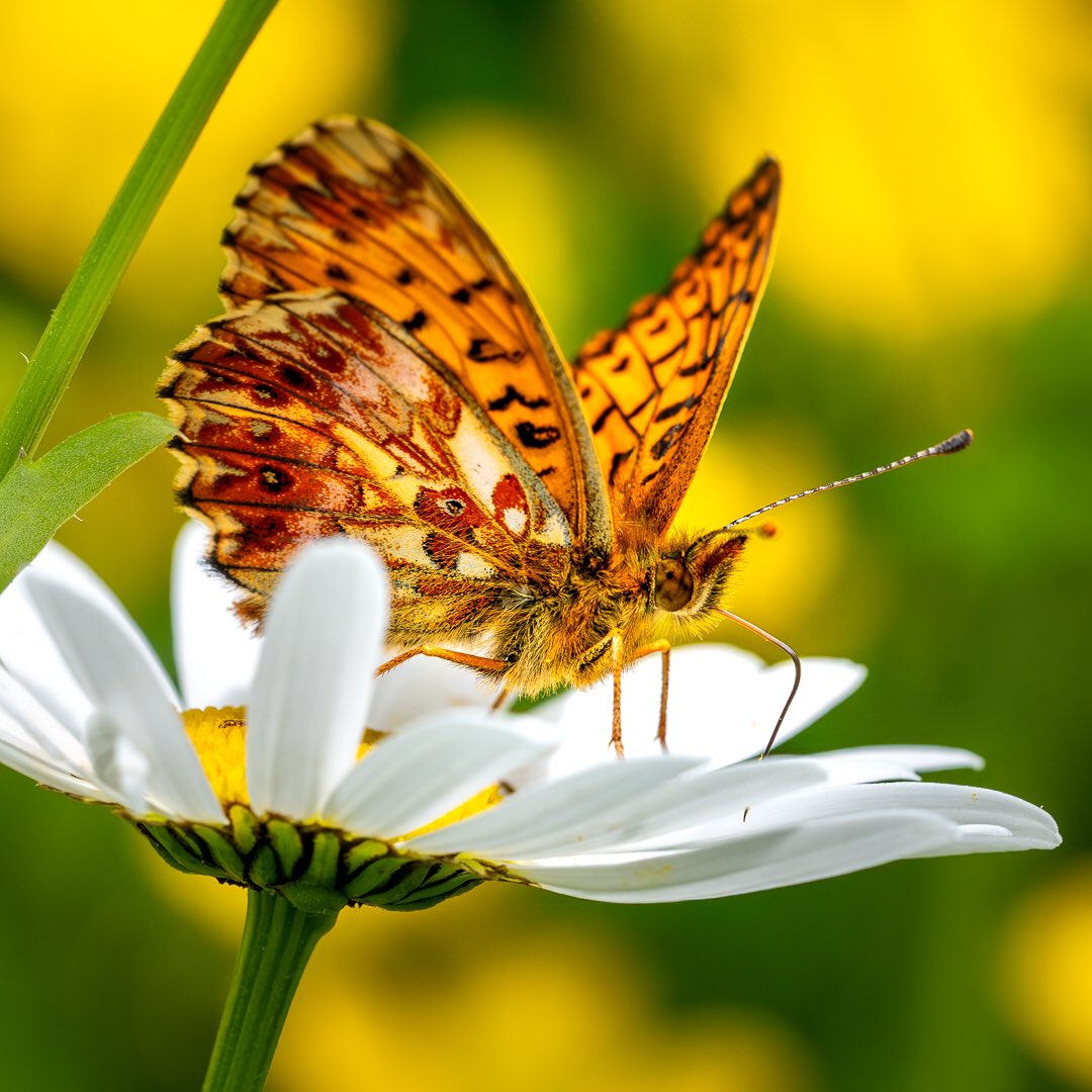 LeoHillier's tweet photo. Titania’s Fritillary from @Greenwings Italian Alps butterfly tour Spring 2023 #butterfly #macro #butterflytour https://t.co/XkwAOmX9Vm