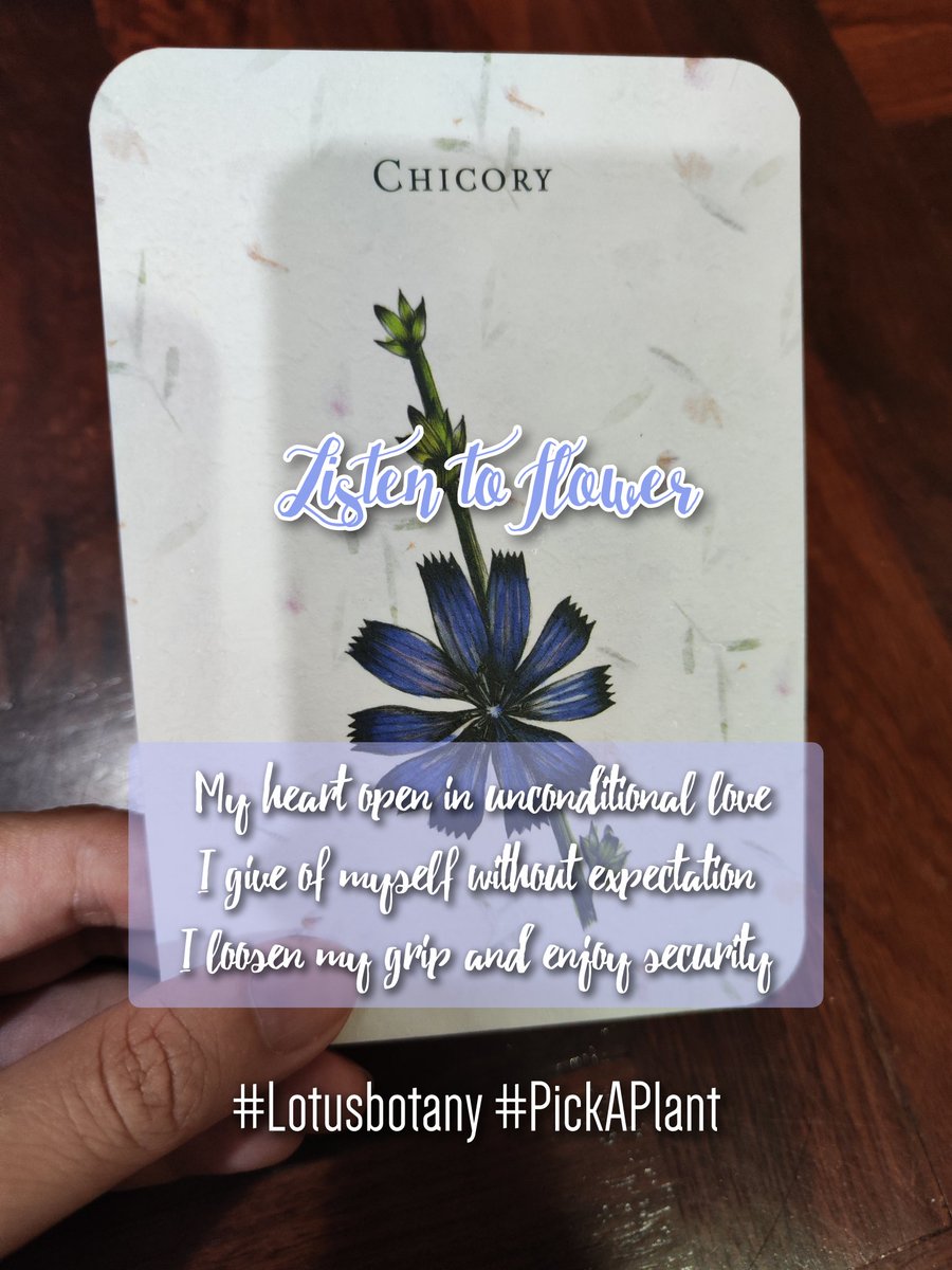 Lotus_Librarian's tweet image. Pick A Plant random message
Listening to flowers วันนี้พืชพันธุ์อยากบอกอะไรคุณ
RT เพื่อรับข้อความฮีลลิ่ง
20/8/2566 - Chicory
"ฉันเปิดใจรับรักอันปราศจากเงื่อนไข
ฉันมอบสิ่งดีให้ตัวเองโดยไร้ความคาดหวัง
ฉันละความยึดติดเพื่อโอบรับความปลอดภัยที่แท้จริง"
#PickAcard #OracleReading