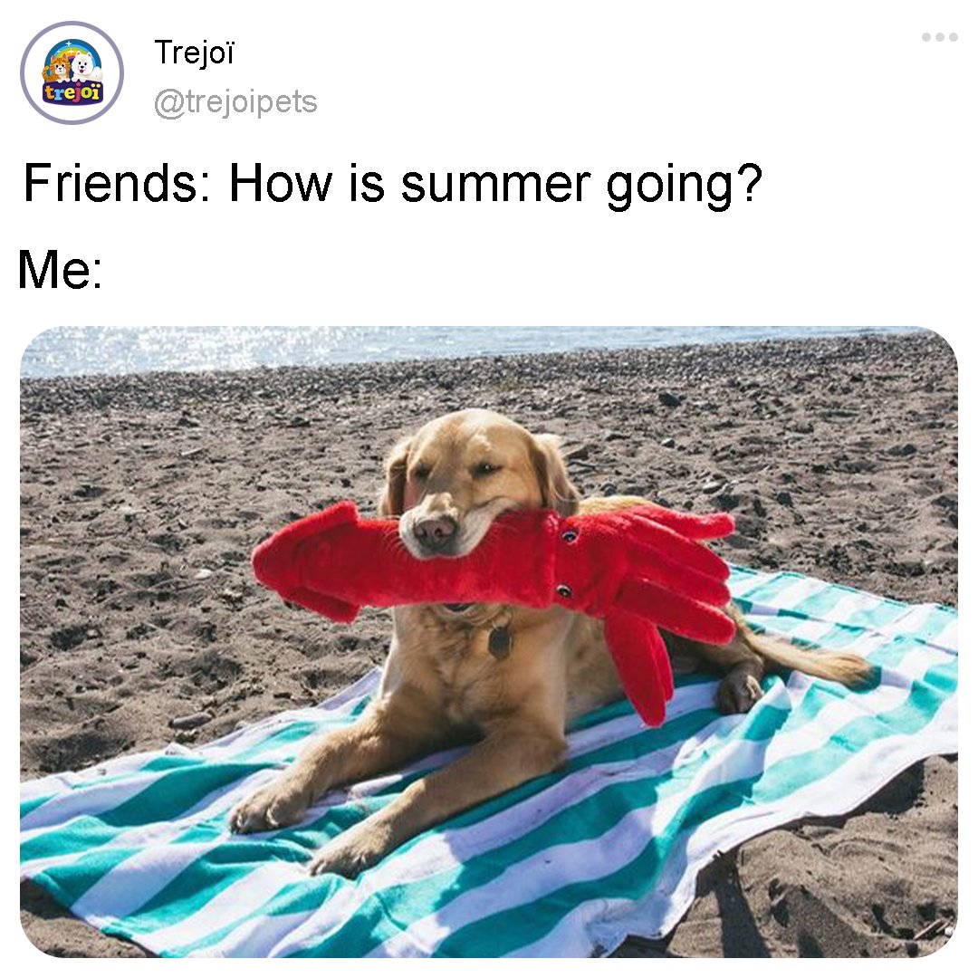 trejoipets's tweet photo. The best way to spend summer is with your dog 🌞

#meme #memes #dogmeme #dogmemes #summer #dogparents #doglovers #dogdad #dogmom #dogowner #dog #dogs #dogsoftwitter #dogstwitter https://t.co/RlJtxsfEg5