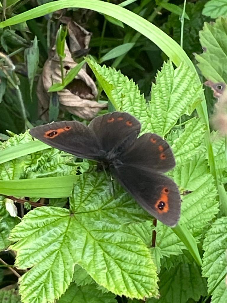 A Scotch Argus butterfly 💚 These beautiful butterflies are found mainly in #Scotland, with a good place to spot them in #Perthshire being the grassy areas around Lochs Tummel & Rannoch. The #caterpillars feed on Purple moor grass & it's always exciting to see them!