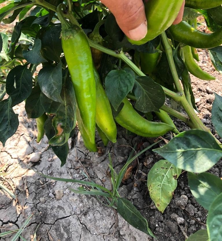 Çen büyüyüp kapya bibey mi olacakçın :)
#peppers #salça #doğal #natural #slowfood #çiftçipazarı #kadirli #çiftçikadın #kadınemeği #kadınıngücü #girisimcikadinlar