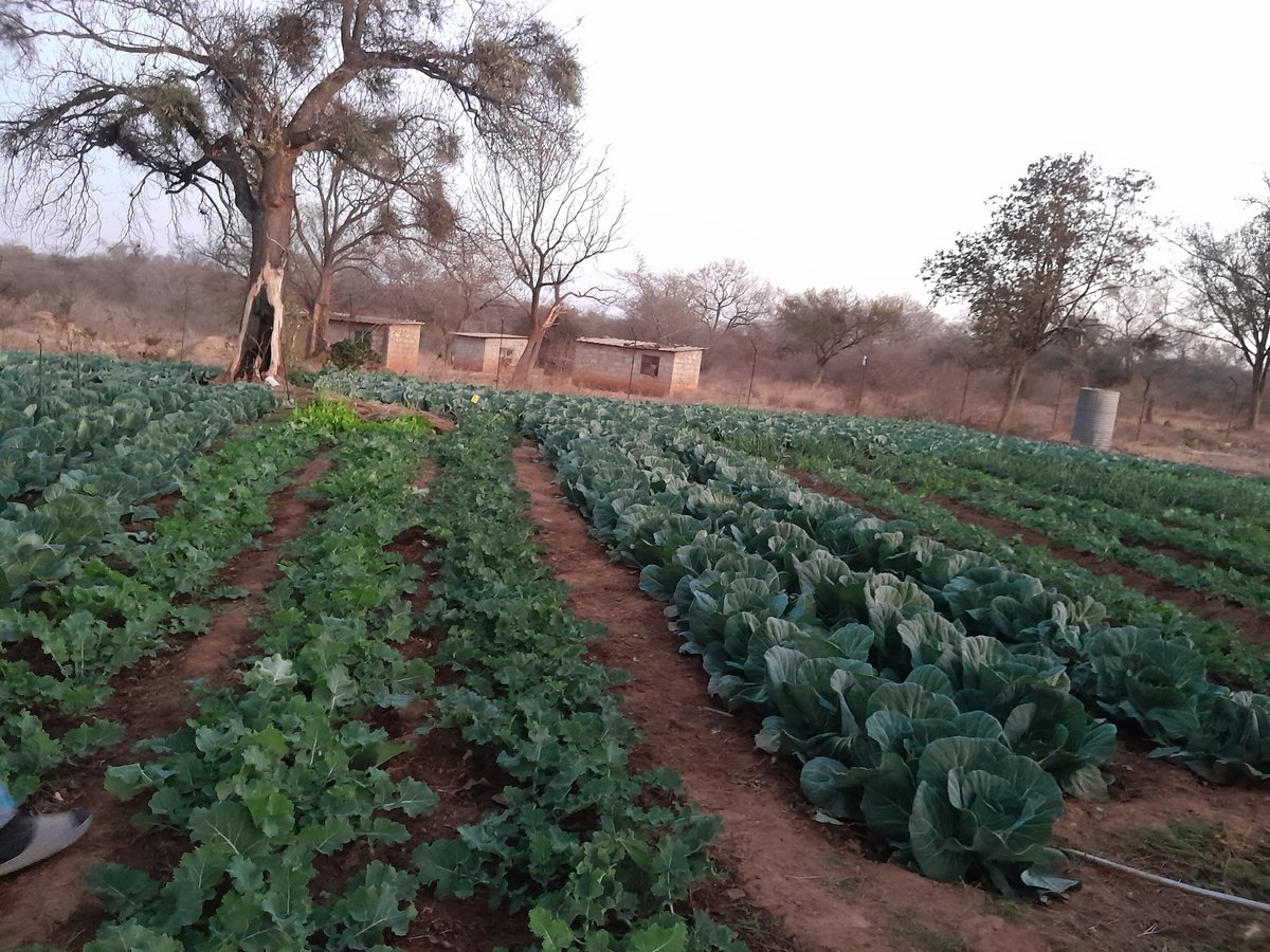 Cabbages have had a good price for over 4 months now
Farmgate  price of 75cents in Midlands and 50cents around Harare
Usually farmgate  price has been 15cents or 10cents in some places.
What led to this ?
Do you think it will last for more months?
(Pic: my young bro s crop)