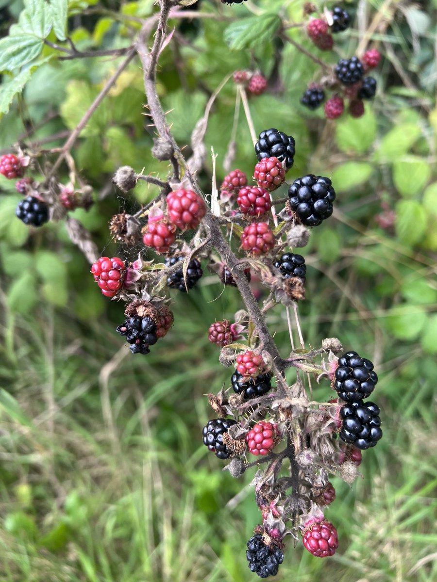 R40JTR's tweet photo. Blackberry picking 💜😋 #blackberries #blackberrycrumble #brambling https://t.co/mQPxsQ8zAG