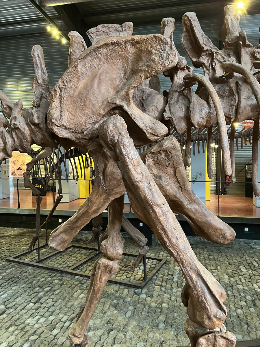 Musée des Dinosaures tweet media
