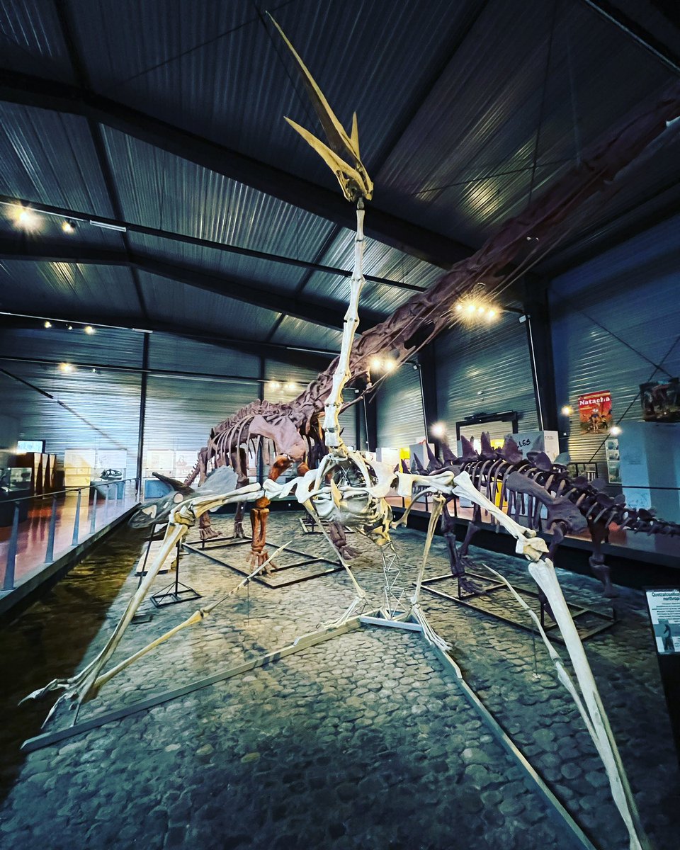 Musée des Dinosaures tweet media