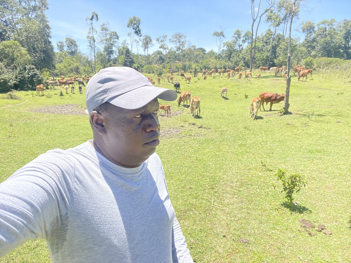 A cool Sunday herding.