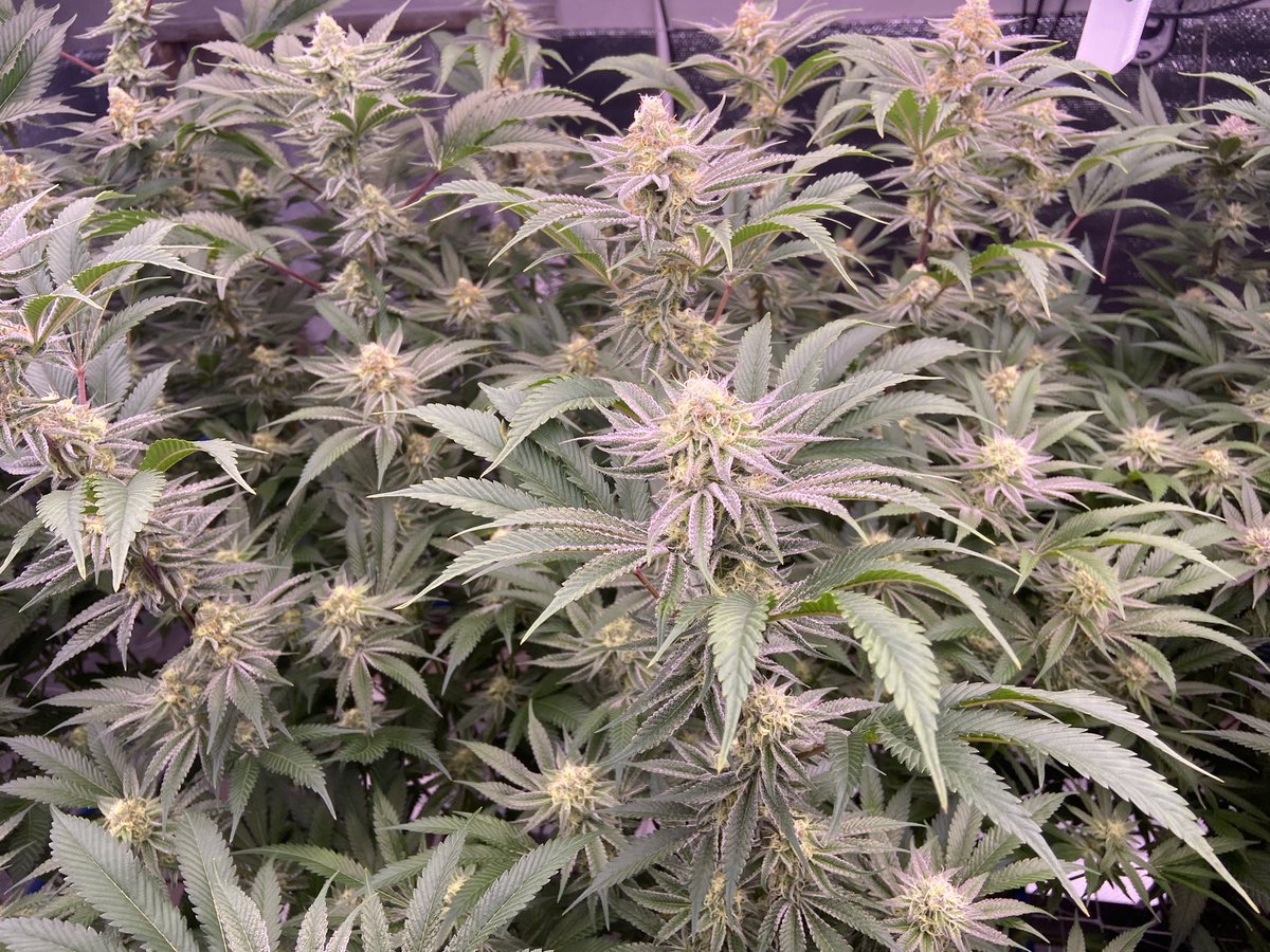 JuanMarrry's tweet photo. Flowering Week 5 
❄️
#homegrow #ganjathai #หาดใหญ่ #สงขลา #รังสิต #เชียงใหม่ #สมุนไพร 
#ดอกกัญชา https://t.co/8ZK1VWLPEr