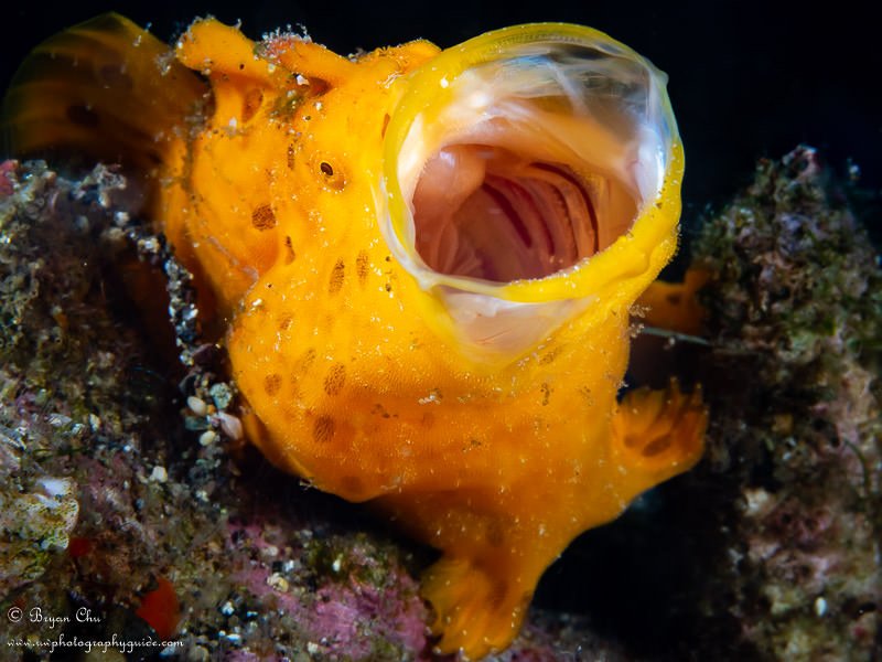 The frogfish lacks a swim bladder so 'walks' along the ocean floor by propelling water through their mouth. Their appearance largely varies in colour and can be smooth or lumpy #fact #facts #oceanfacts