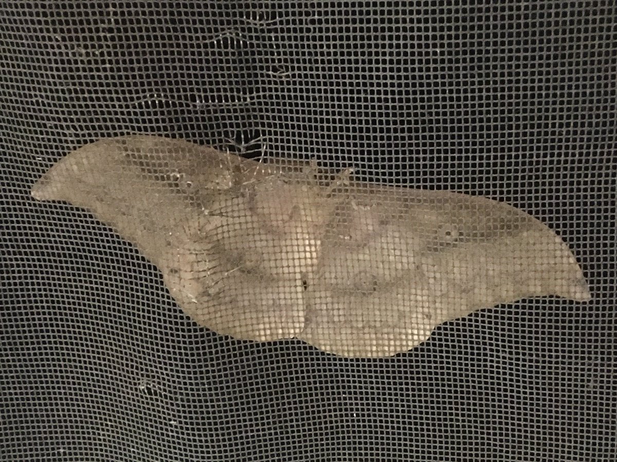 Hi @TimBlackburn66 we need your help. This beauty landed on the fly mesh of our bathroom window last night. Can you help us identify it? It’s almost exactly 15cm from wing tip to wing tip.