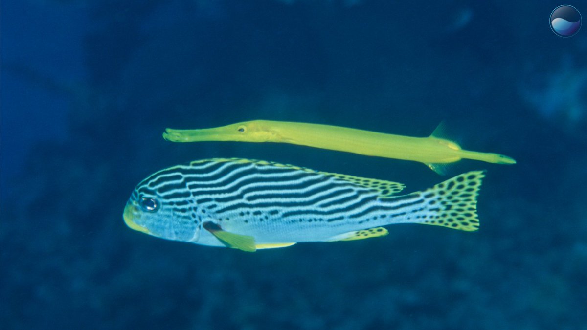 Ocean Science tweet media