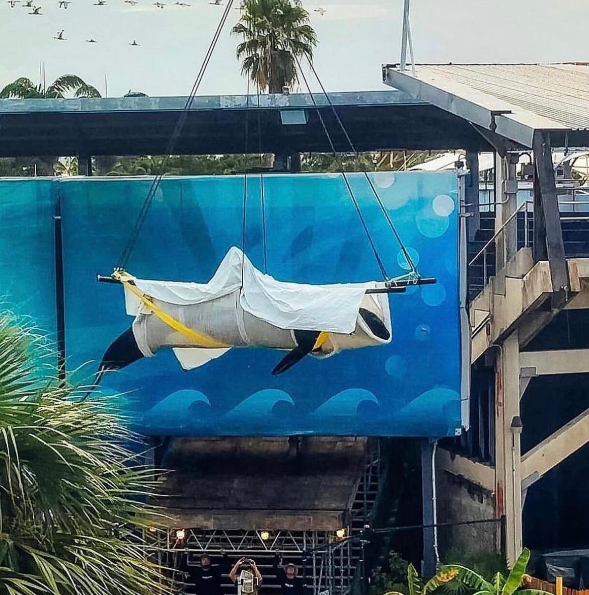 vakitamedia's tweet photo. Le corps de Lolita évacué du seaquarium de miami après 50 ans de captivité. 

Libérée uniquement par la mort… https://t.co/uU87hAXx2Y