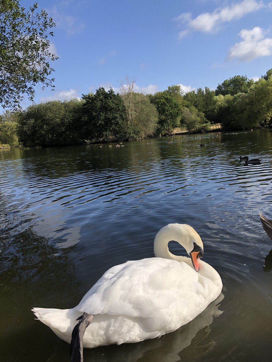 mdrakes1's tweet photo. Double 🦢 spot @SwanwatchUk on my 10km 🏃♂️ this morning. 232 consecutive runs banked for #RED2023 with 195/250km completed for #REDAugust @TeachersRunClub @UKRunChat @WeAreERC https://t.co/p7B12R0Kkf
