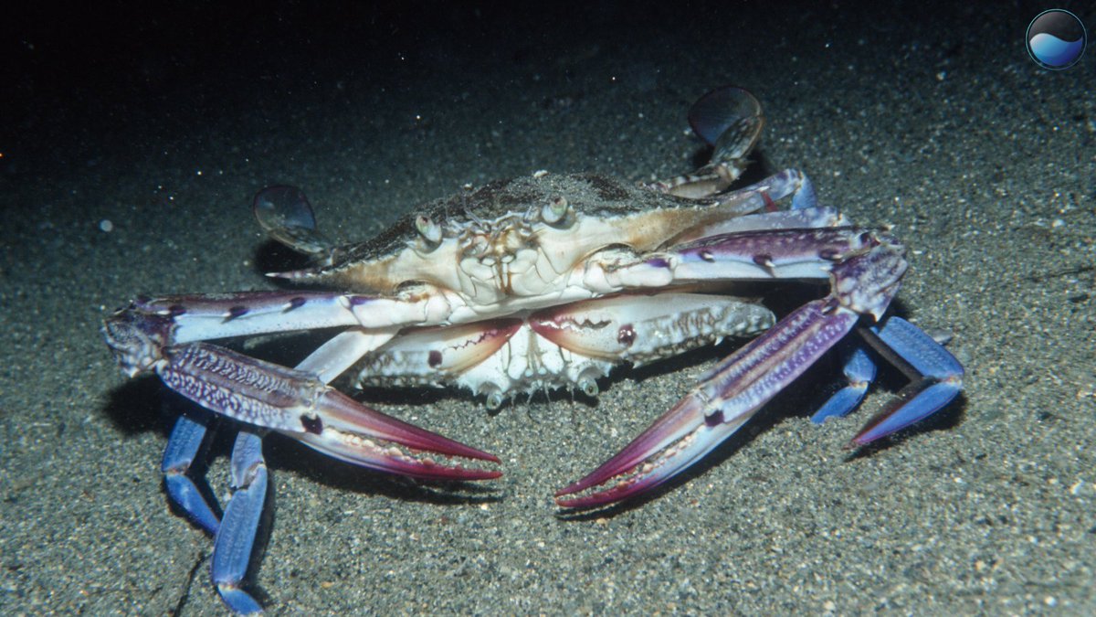 Ocean Science tweet media