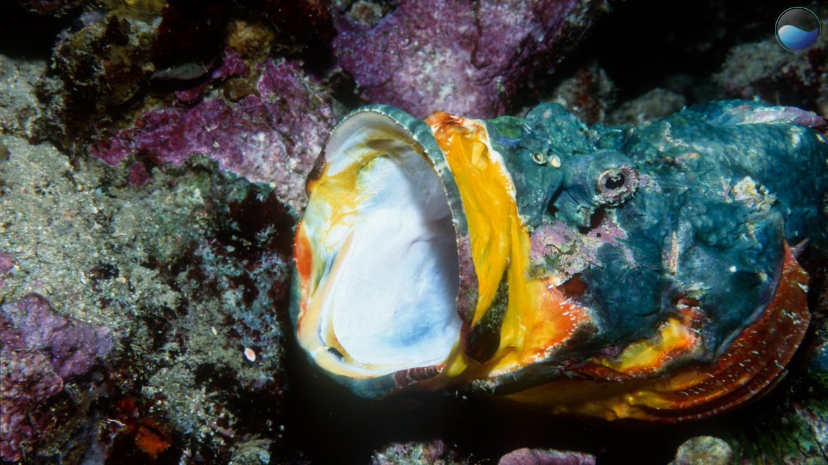 Ocean Science tweet media