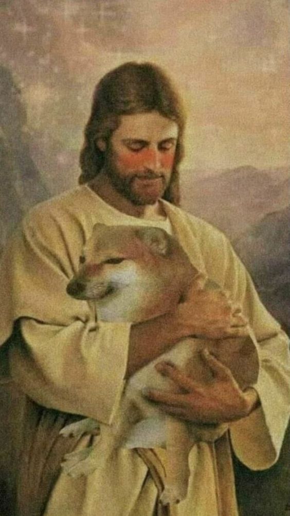 Rest in peace Cheems, you were the goodest of boys. The internet will make sure your legacy lasts forever.