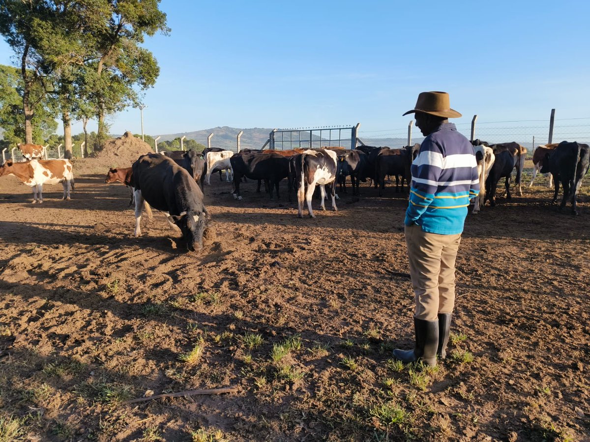 -Dennis Itumbi, CBS on X: "President William Samoei Ruto interacted with his herd in Kilgoris, Narok County, earlier today before church. #SystemYaFacts... 1. Kenya has the THIRD biggest Livestock herd in Africa. 2. Kenyans buy about 15.2. Shoes every ...