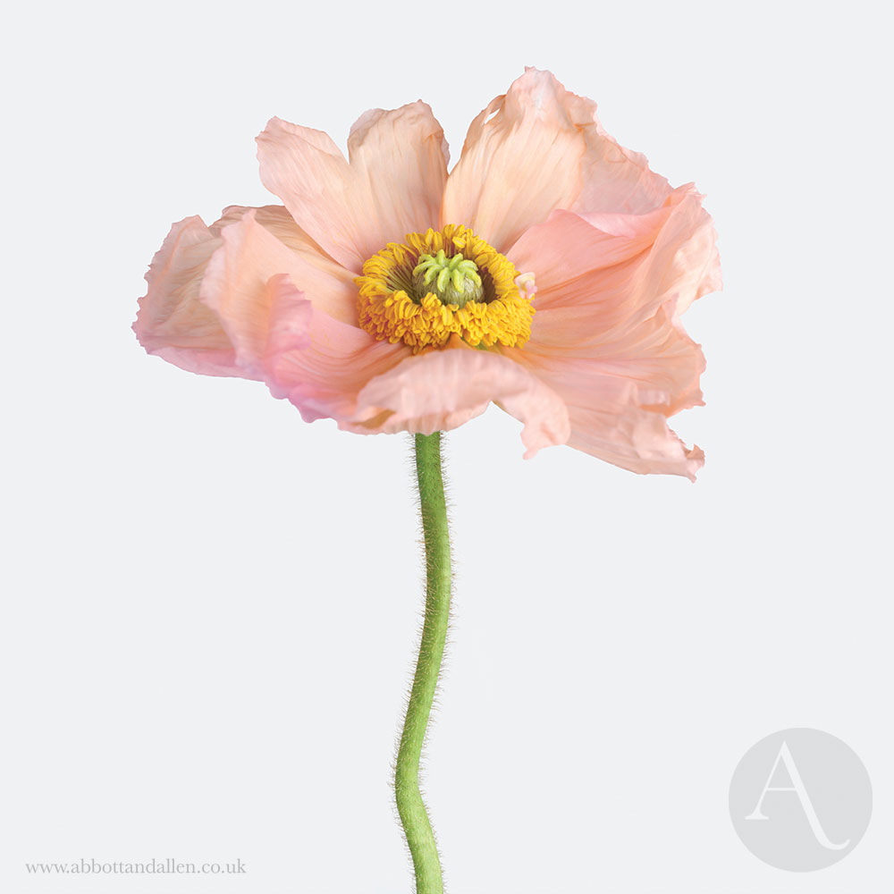 An enchanting flower with an elegant, architectural form, this elegant Pink Icelandic Poppy come as an art print or greetings card. 

Available from abbottandallen.co.uk

#poppy #UKmakers #shopindie #nature #flowers #gardening #artprints #greetingcards #creative #giftideas