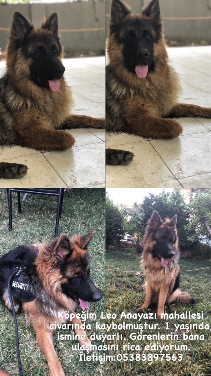Köpeğimiz Leo “Anayazı Mahallesi/ Antakya”da kaybolmuştur. Görenler lütfen bizimle iletişime geçsinler <a href="/malinrydn/">Maliddin #BOYKOT</a>