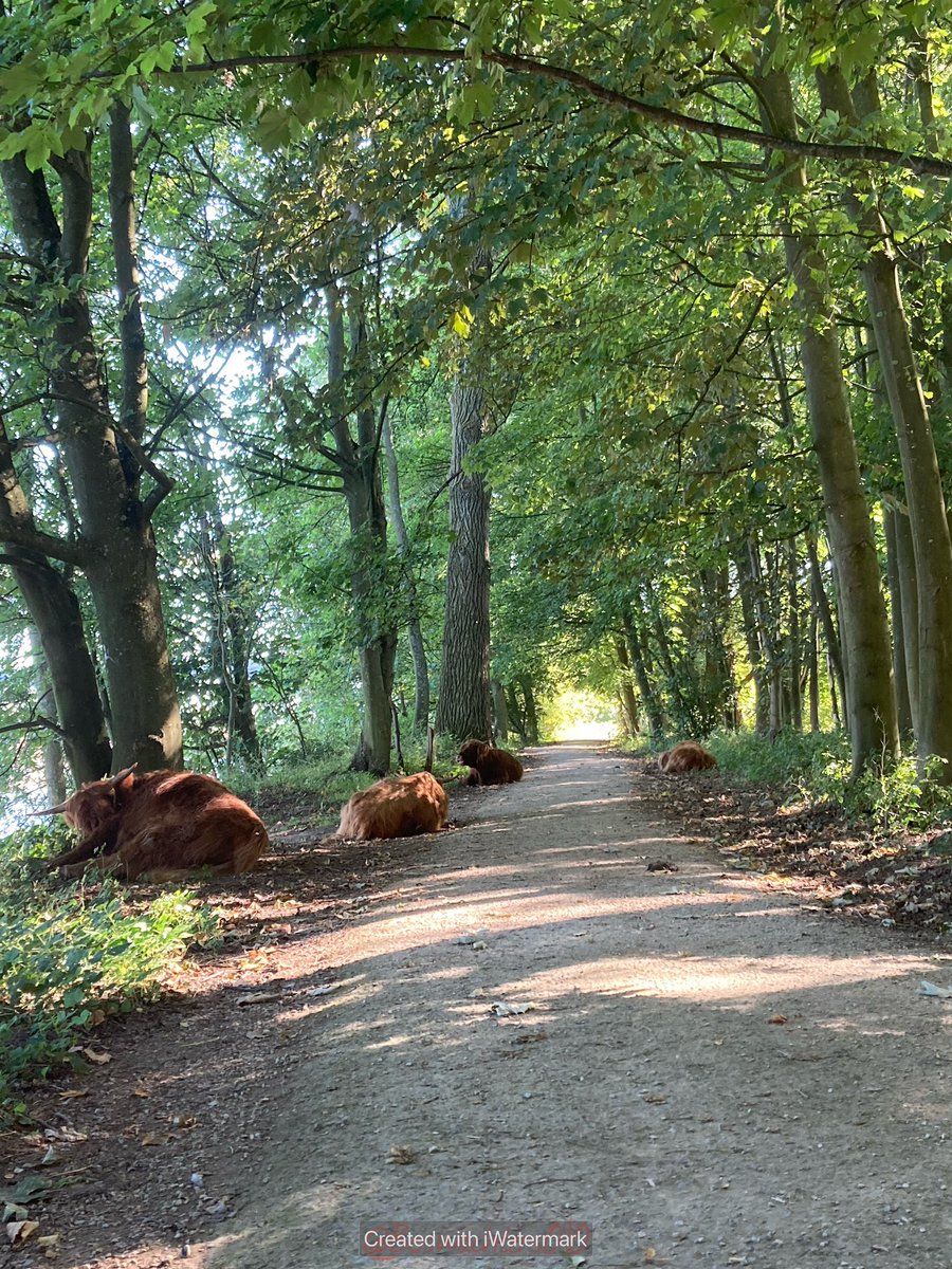 Boswachters010's tweet photo. Goedemorgen allemaal op deze mooie #zonnige dag  Zelfs de #schotse hooglanders zoeken al de #schaduw op om te genieten van deze prachtige dag #EilandvanBrienenoord #natuur #Rotterdam https://t.co/BuZ97lVDAt