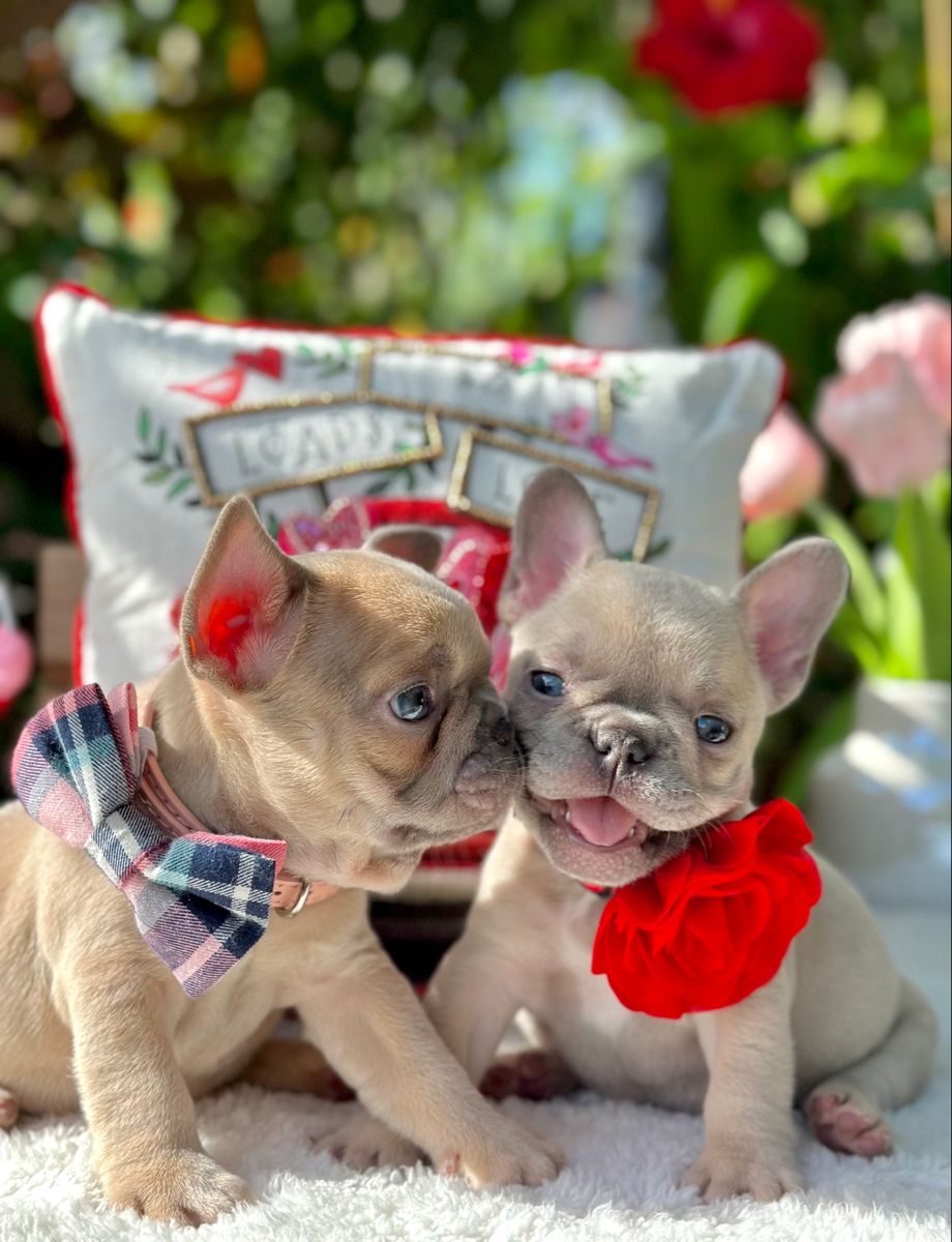 Bulldoglovers02's tweet photo. French kiss 😘😘 https://t.co/PxXBEMe9eI