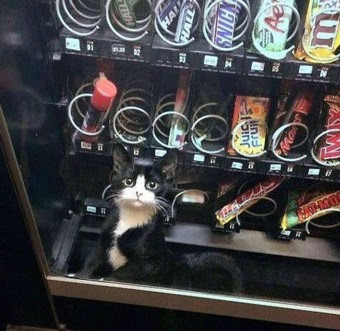 Why you should have a cat (@shouldhavecat) on Twitter photo 