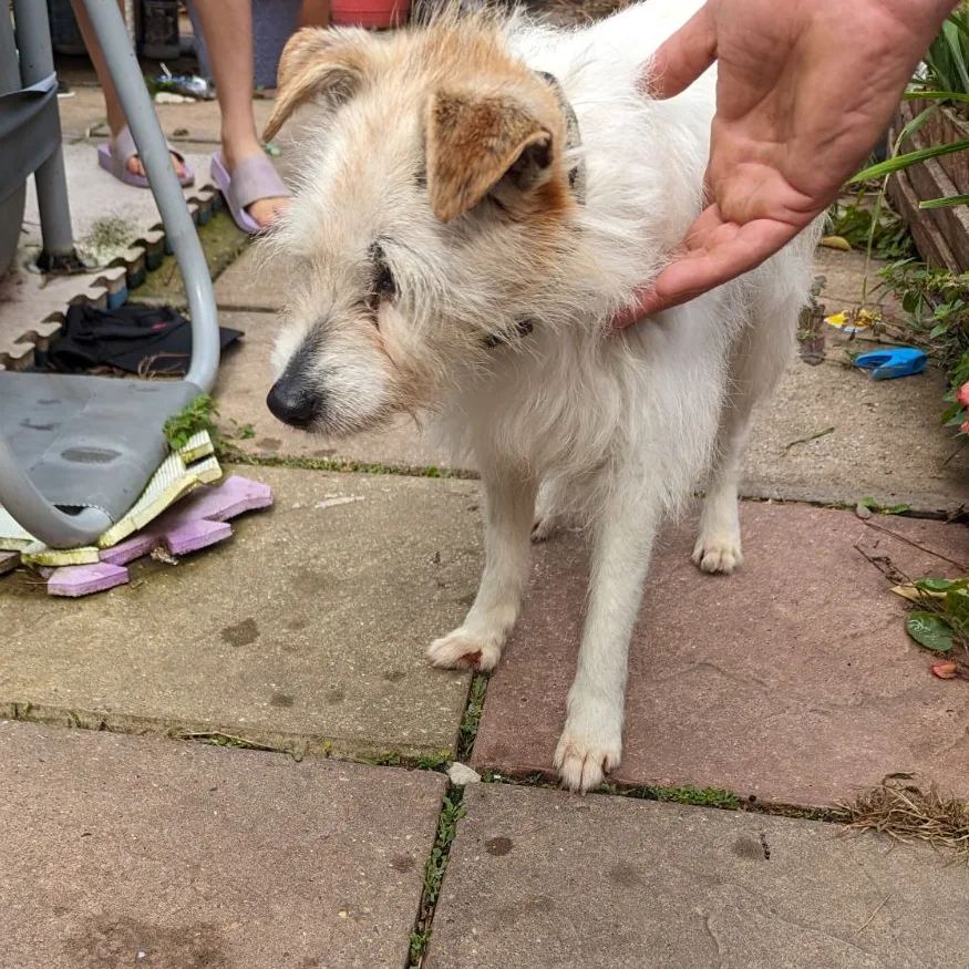 AdoptionsUk's tweet photo. Please share to HELP FIND THE OWNER OF THIS JACK RUSSELL FOUND #SHEERNESS #SWALE #KENT #UK She may be missing or stolen from another region, please share widely. She is now in a council pound. Found straying on Berridge Road Sheerness. If you recognise this dog please contact the OOH Dog Service on 05595237479 Proof of ownership required. 
Contact👇 
https://t.co/QRGMpscvaZ 
#dogs #animals #pets #Saturday #rescuedog #adoptdontshop #London #England #Wales #Scotland #DogLost #Missing #Stolen #jackrussell #JRT
@dogslost
@MissingPetsGB
@rosieDoc2