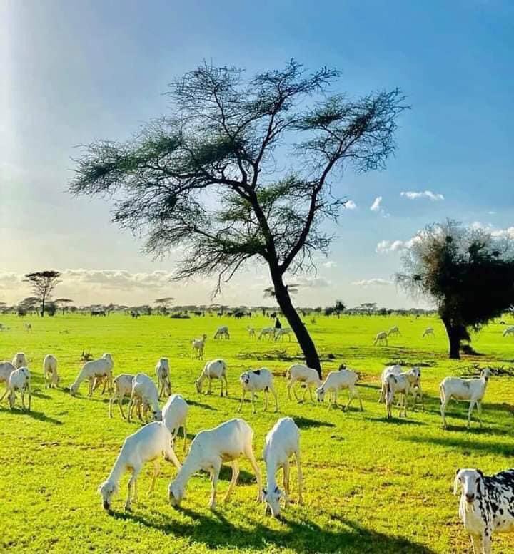 AgHamidou1's tweet photo. ليست مستنقعات ماليزيا او إندونيسيا بل هي تيمياوين اقصى الجنوب الجزائري ، الم��اخ الاستوائي يزحف إلى شمال أفريقيا حسب الخبراء سيكون تغيير مناخي كبير الاشهر المقبلة مثل ما حدث هذا الصيف من إرتفاع قياسي لدرجة الحرارة والذي كان معدلها مرتفع أكثر من الصحراء في بعض المناطق والله أعلم https://t.co/riq8ub8H8B