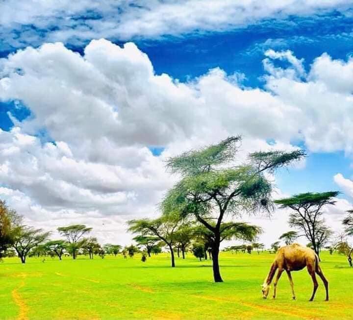 AgHamidou1's tweet photo. ليست مستنقعات ماليزيا او إندونيسيا بل هي تيمياوين اقصى الجنوب الجزائري ، الم��اخ الاستوائي يزحف إلى شمال أفريقيا حسب الخبراء سيكون تغيير مناخي كبير الاشهر المقبلة مثل ما حدث هذا الصيف من إرتفاع قياسي لدرجة الحرارة والذي كان معدلها مرتفع أكثر من الصحراء في بعض المناطق والله أعلم https://t.co/riq8ub8H8B